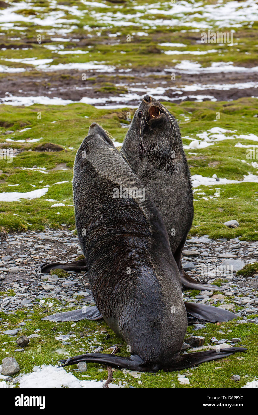 Antarctic fur seal (Arctocephalus gazella) bulls at the abandoned Stromness Whaling Station, South Georgia Island Stock Photo