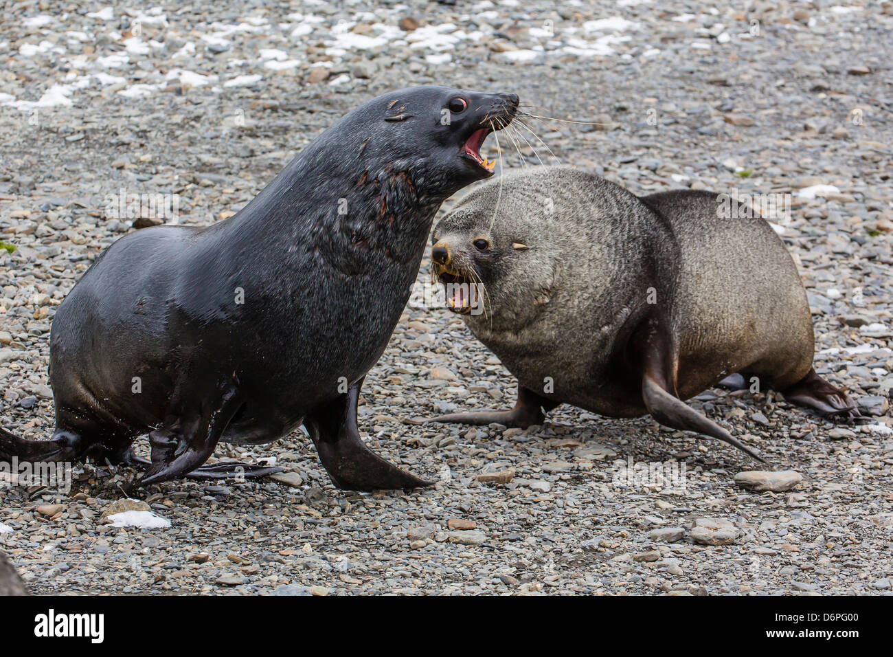 Antarctic fur seal (Arctocephalus gazella) bulls at the abandoned Stromness Whaling Station, South Georgia Island Stock Photo