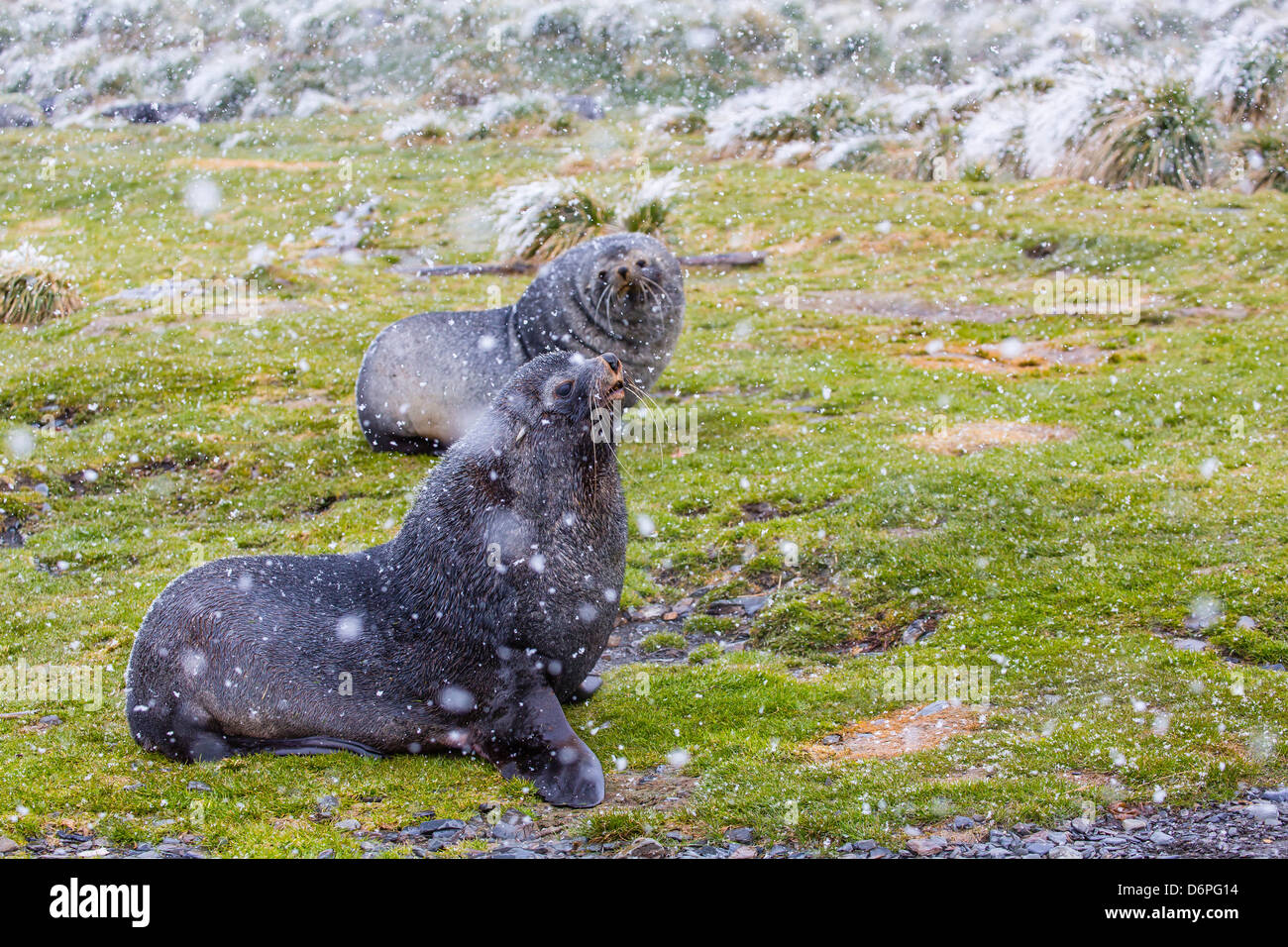 Antarctic fur seal (Arctocephalus gazella) bulls at the abandoned Grytviken Whaling Station, South Georgia Island Stock Photo