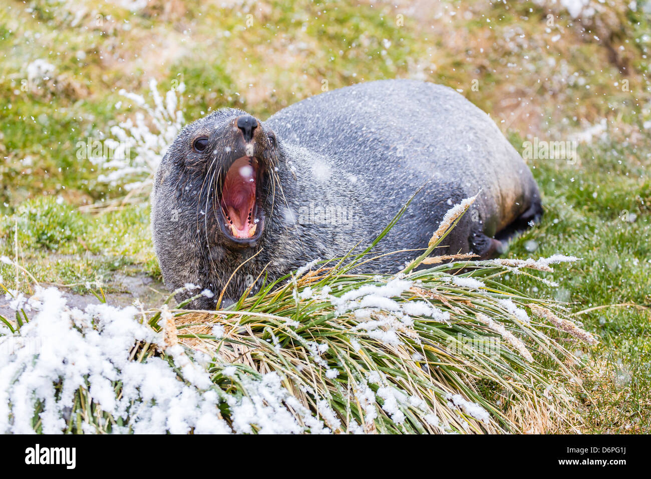 Antarctic fur seal (Arctocephalus gazella) in the snow at Grytviken Whaling Station, South Georgia Island Stock Photo