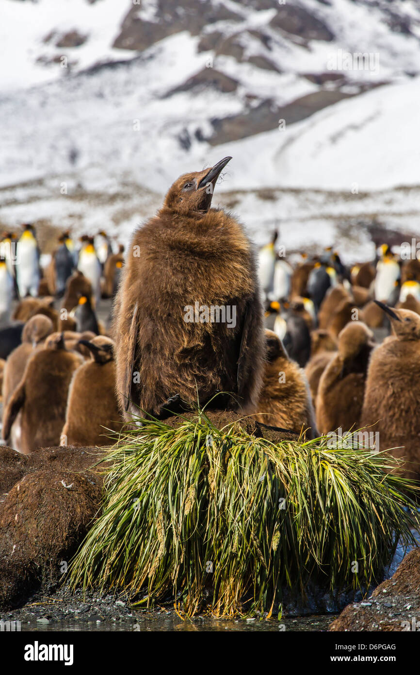 King penguin (Aptenodytes patagonicus) chicks, Gold Harbour, South Georgia Island, South Atlantic Ocean, Polar Regions Stock Photo