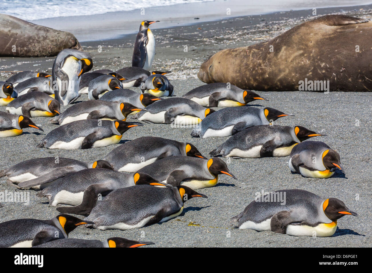 King penguins (Aptenodytes patagonicus), Gold Harbour, South Georgia Island, South Atlantic Ocean, Polar Regions Stock Photo - Alamy King penguins (Aptenodytes patagonicus), Gold Harbour, South Georgia Island, South Atlantic Ocean, Polar Regions Stock Photo - Alamy
