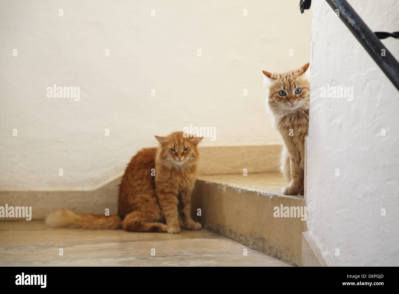 Malta, Gozo, Cat peaceful, harmonious, Malta, Gozo, Katze friedlich, Harmonisch, Stock Photo