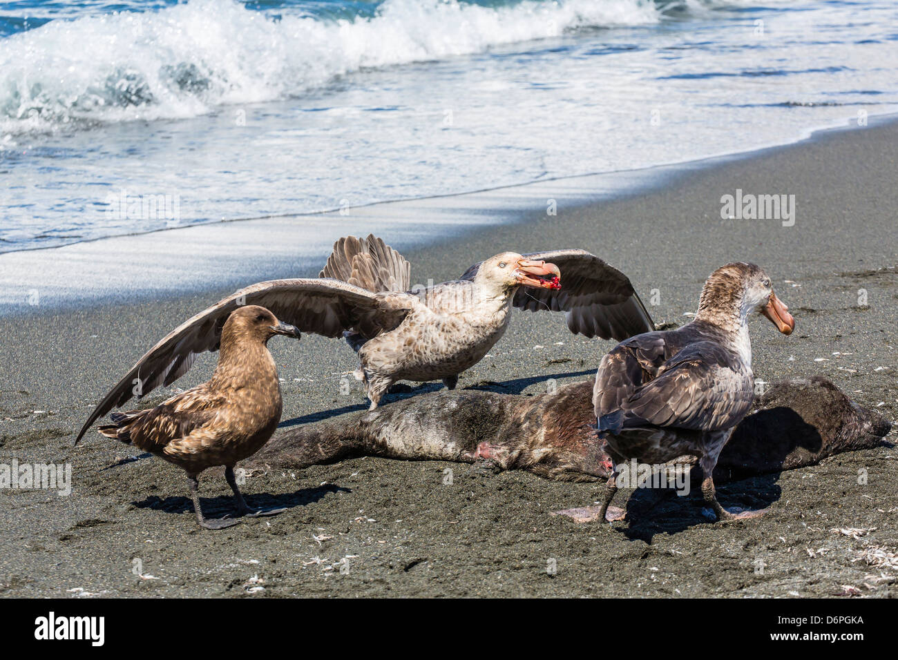 Northern giant petrel (Macronectes halli) posturing over dead fur seal carcass, Gold Harbour, South Georgia Stock Photo