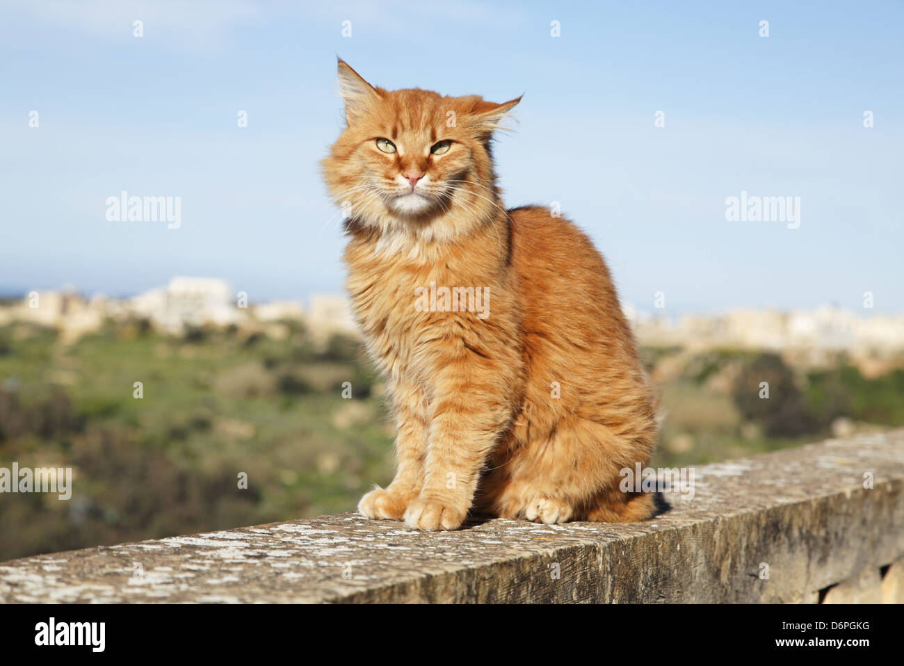 Malta, Gozo, Cat peaceful, harmonious, Malta, Gozo, Katze friedlich, Harmonisch, Stock Photo