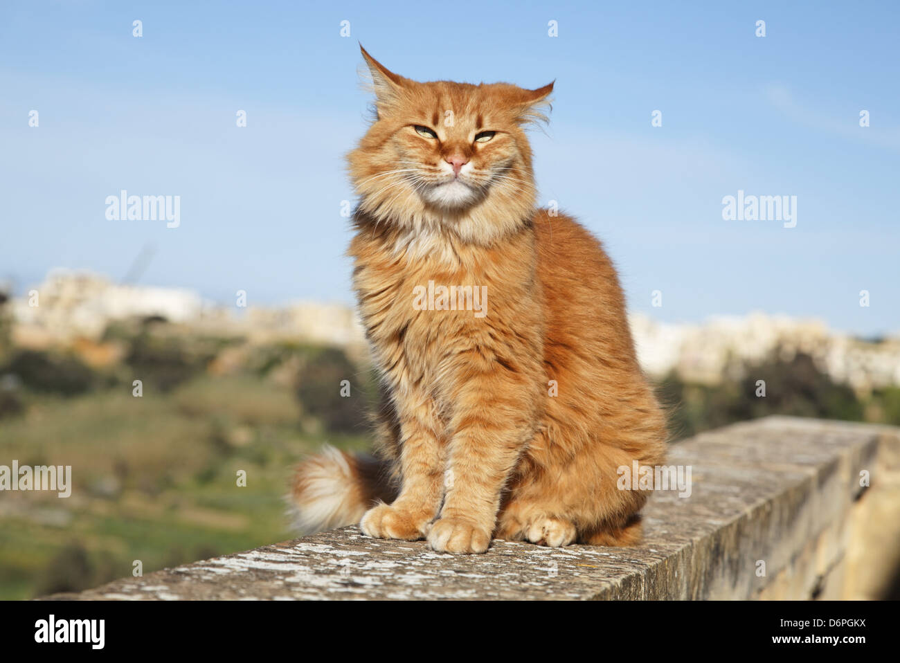 Malta, Gozo, Cat peaceful, harmonious, Malta, Gozo, Katze friedlich, Harmonisch, Stock Photo
