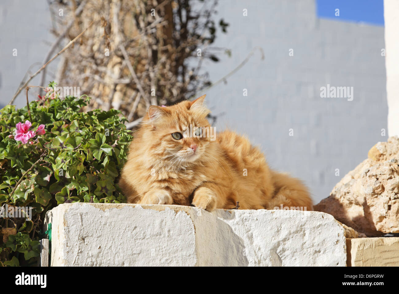 Malta, Gozo, Cat peaceful, harmonious, Malta, Gozo, Katze friedlich, Harmonisch, Stock Photo