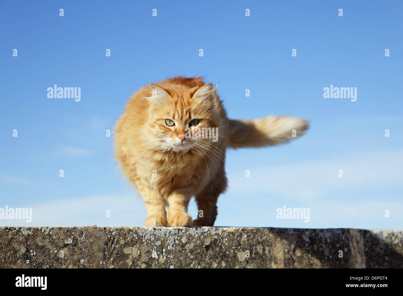 Malta, Gozo, Cat peaceful, harmonious, Malta, Gozo, Katze friedlich, Harmonisch, Stock Photo
