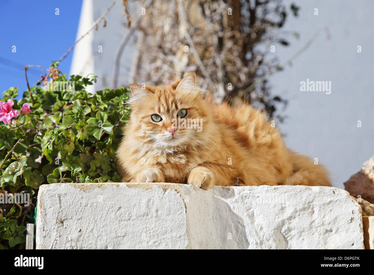 Malta, Gozo, Cat peaceful, harmonious, Malta, Gozo, Katze friedlich, Harmonisch, Stock Photo