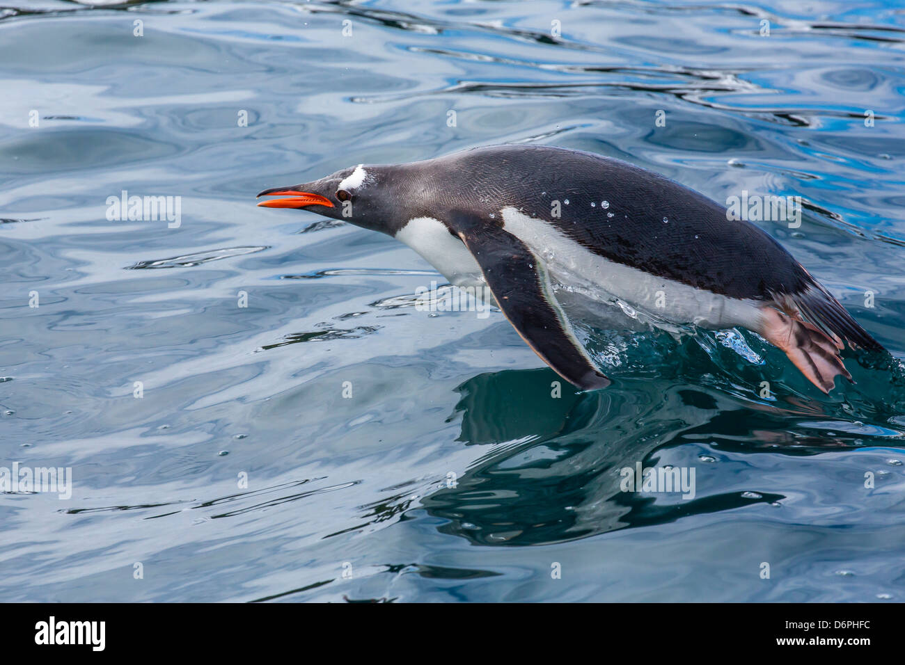 Penguin atlantic hires stock photography and images Alamy