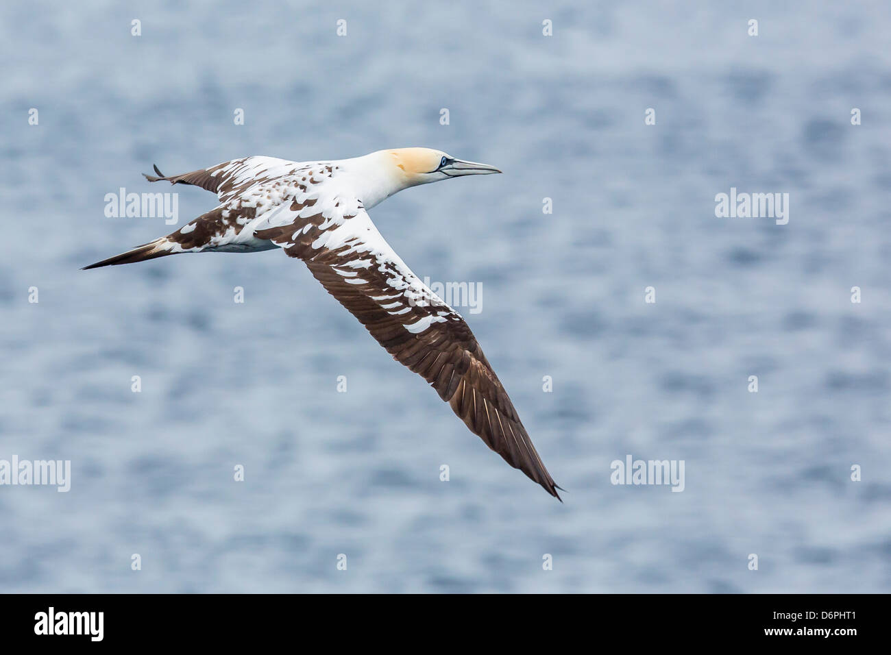 Juvenile northern gannet (Morus bassanus) on the wing at Runde Island, Norway, Scandinavia, Europe Stock Photo