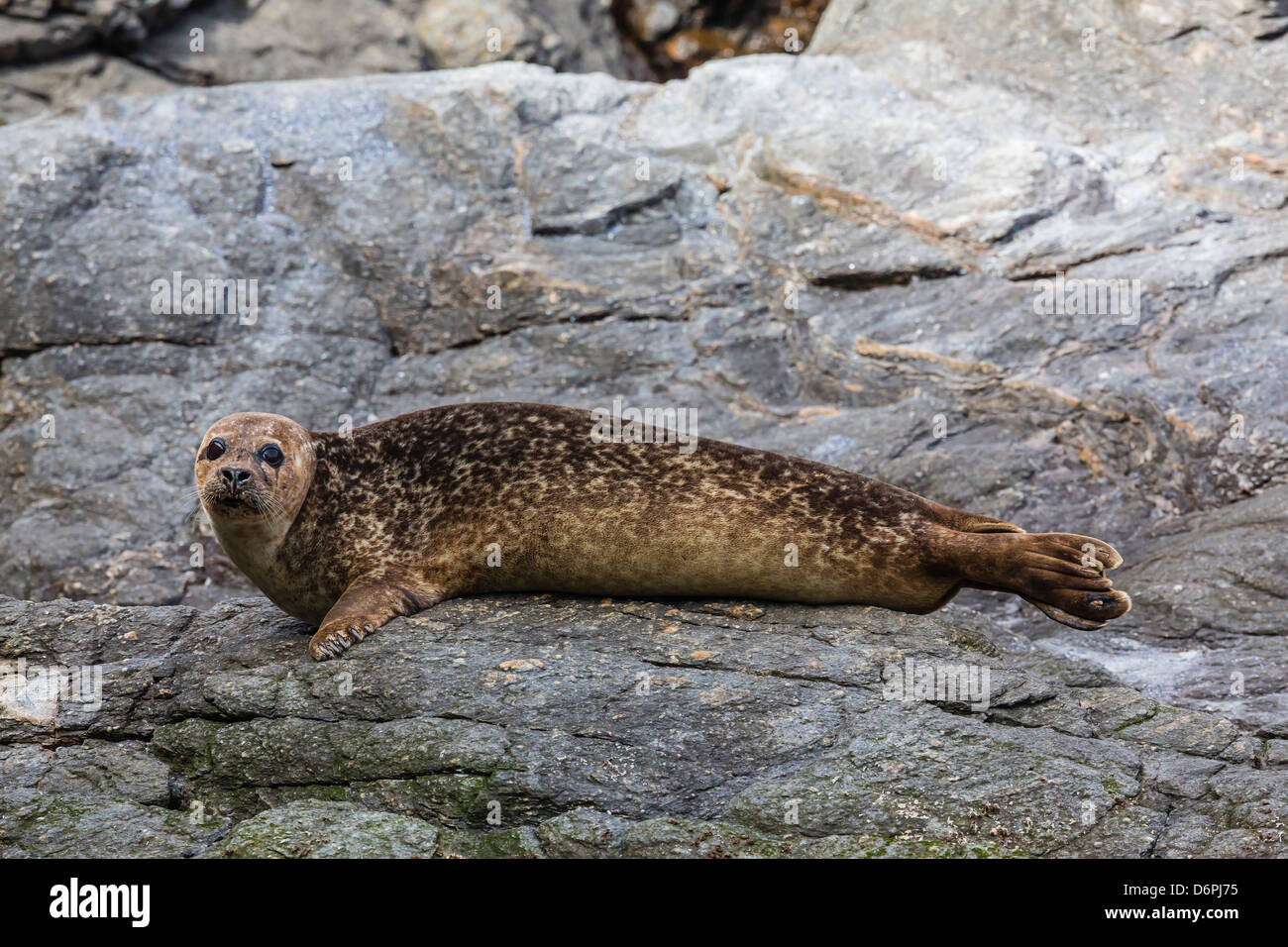 Harbour seal (common seal) (Phoca vitulina), Foula Island, Shetlands, Scotland, United Kingdom, Europe Stock Photo