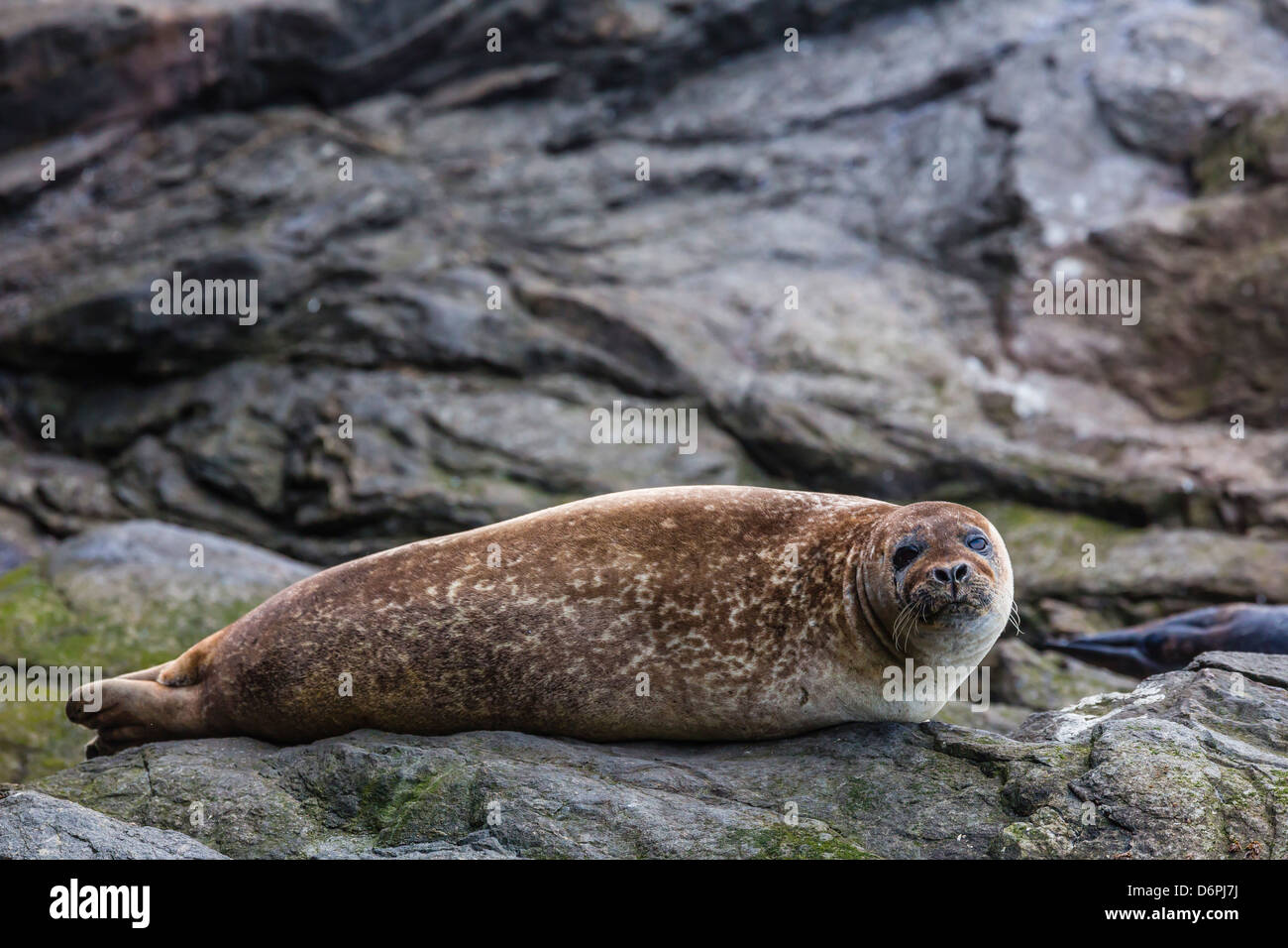 Harbour seal (common seal) (Phoca vitulina), Foula Island, Shetlands, Scotland, United Kingdom, Europe Stock Photo