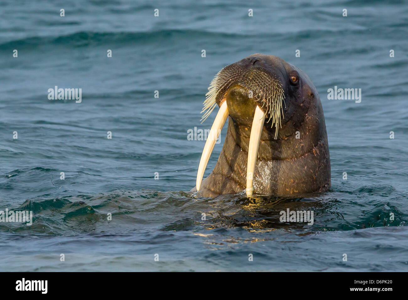 Adult walrus (Odobenus rosmarus rosmarus), Torrelneset, Nordauslandet Island, Svalbard Archipelago, Norway, Scandinavia, Europe Stock Photo