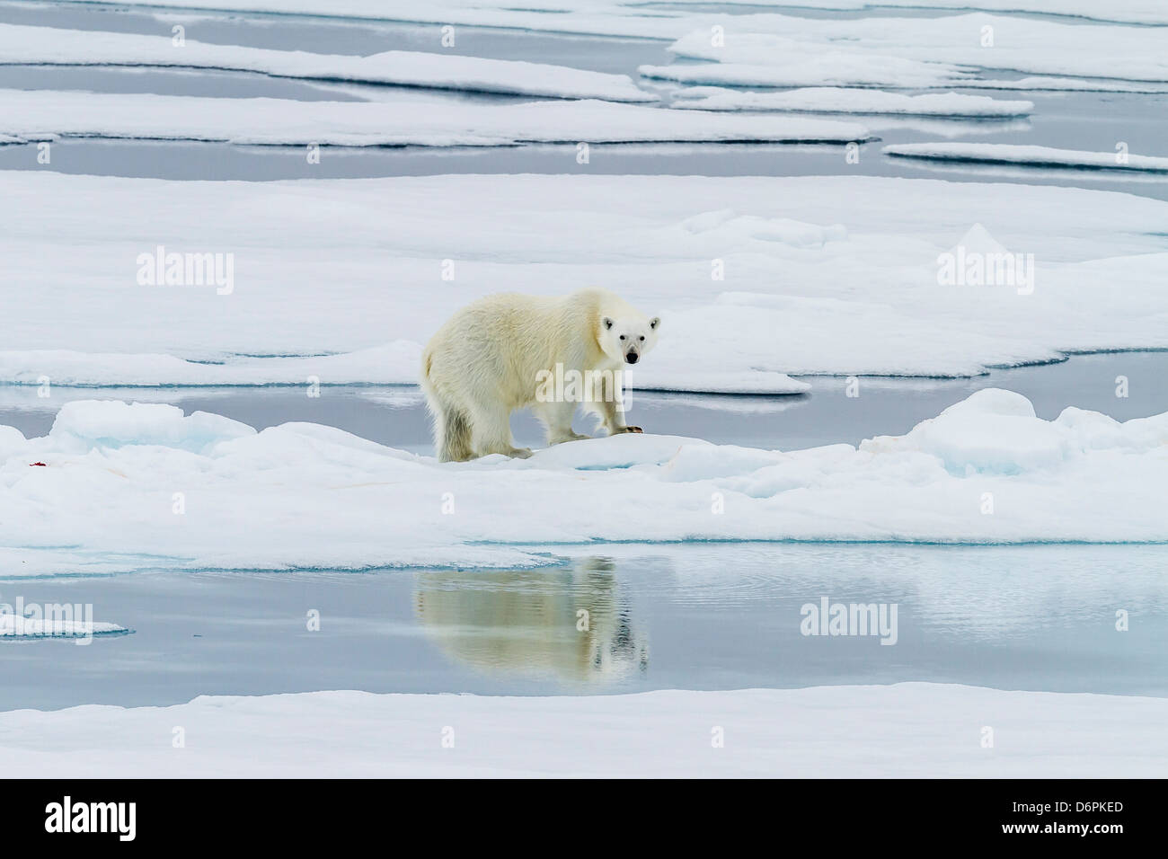 Adult polar bear (Ursus maritimus) on a recent kill on Moffen Island, Svalbard, Norway, Scandinavia, Europe Stock Photo