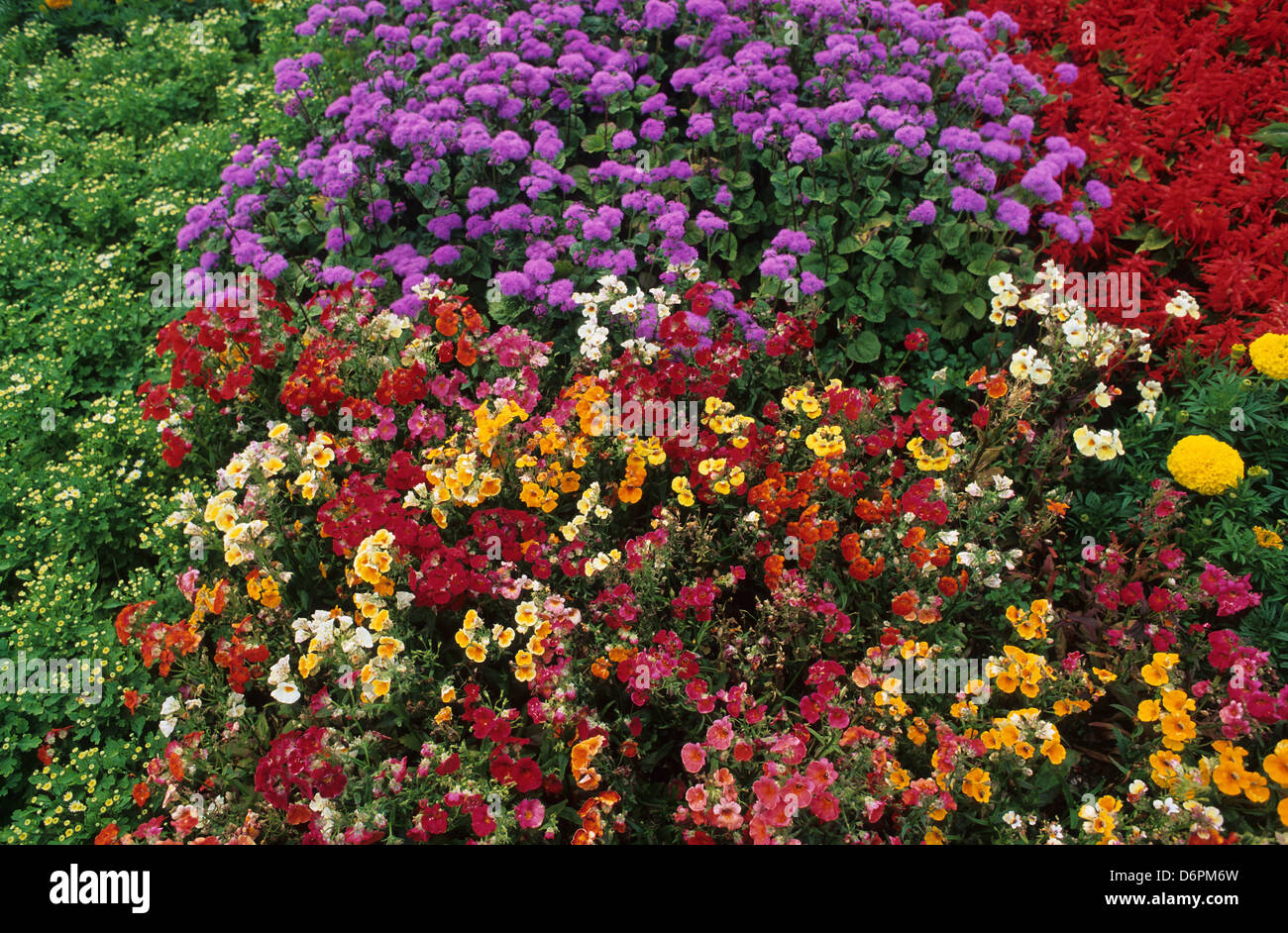 A colourful display of annuals Stock Photo