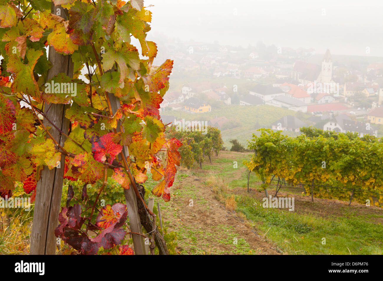 Vineyards above Spitz an der Danau, Wachau, Austria, Europe Stock Photo