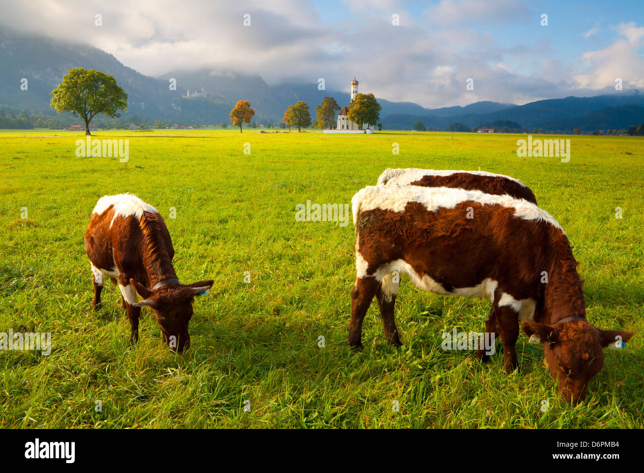 Cattle grazing with Saint Koloman Church and Neuschwanstein Castle in ...