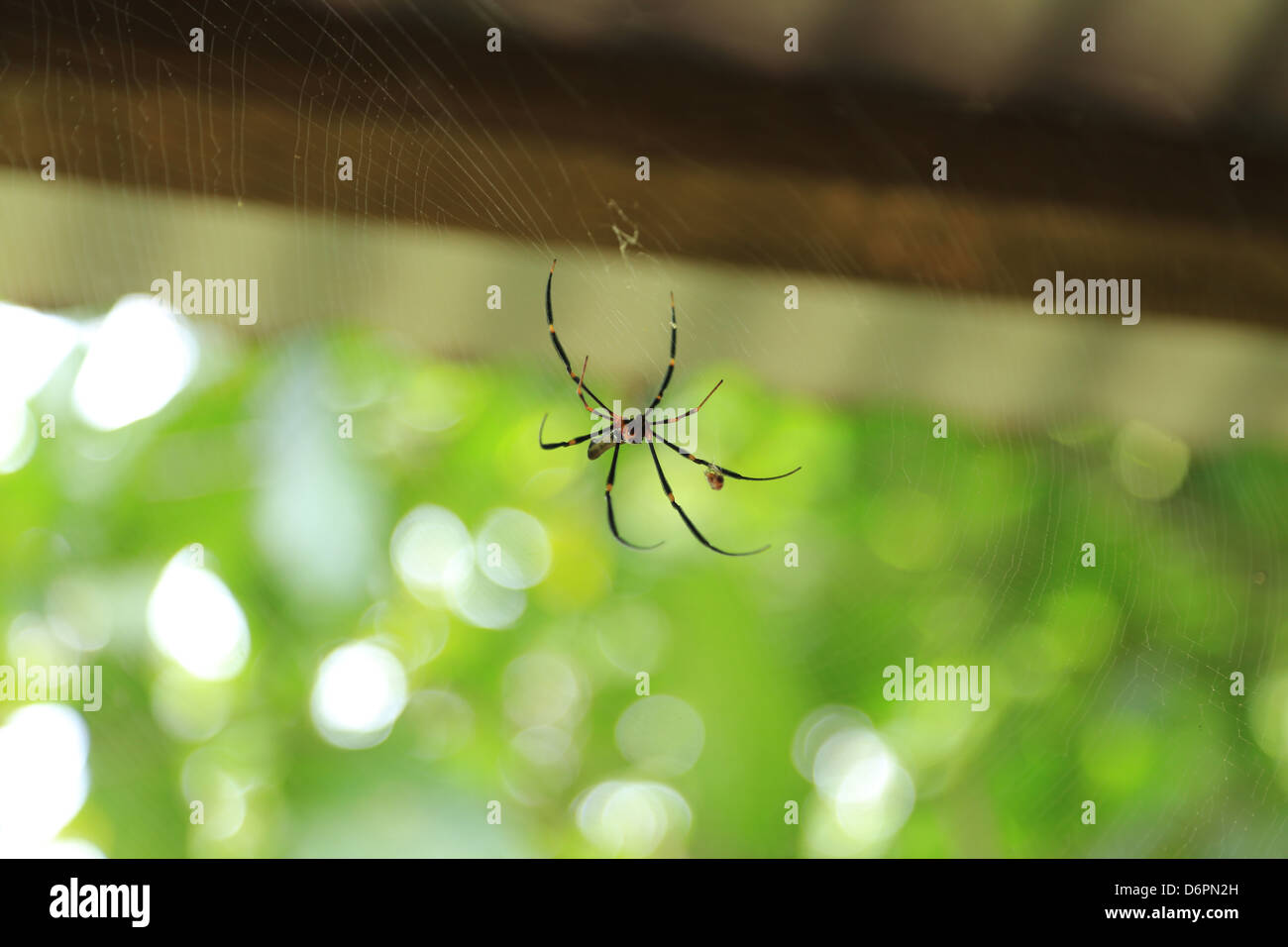 View Of A Spider Web At A Side Angle - Spider Web With Colored