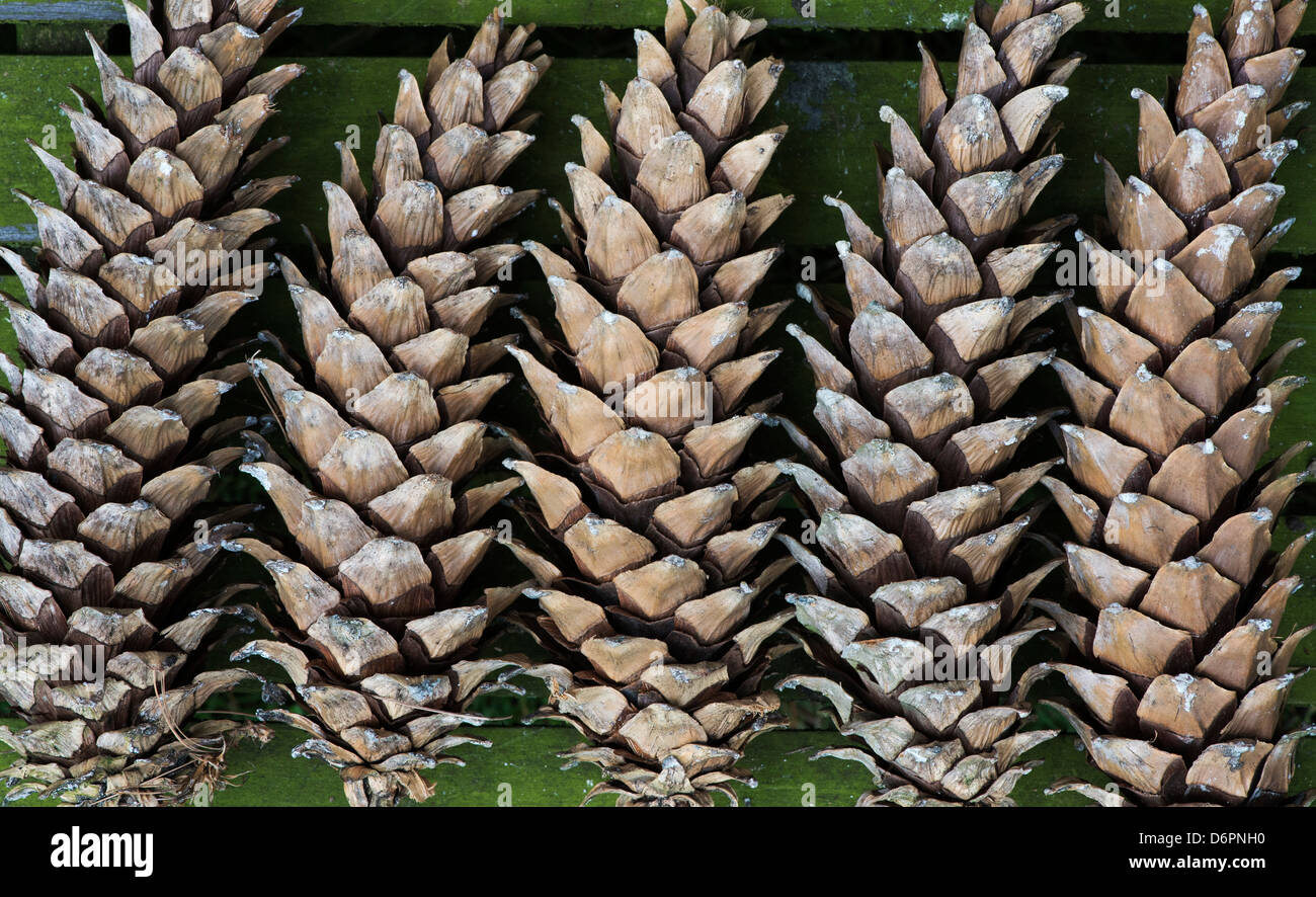 Pinus x holfordiana. Holford Pine cones pattern Stock Photo