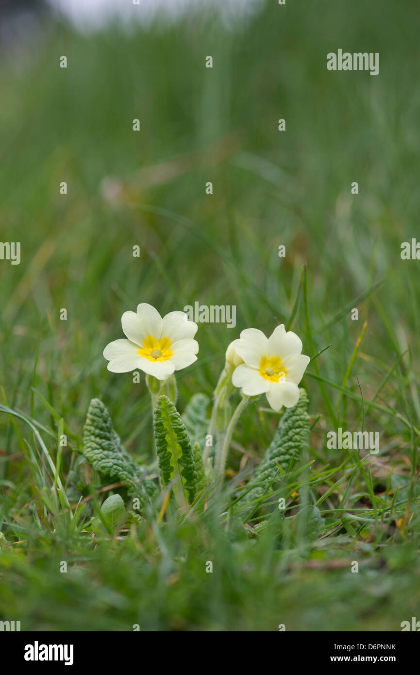 Primula vulgaris. Wild Primrose flowers Stock Photo