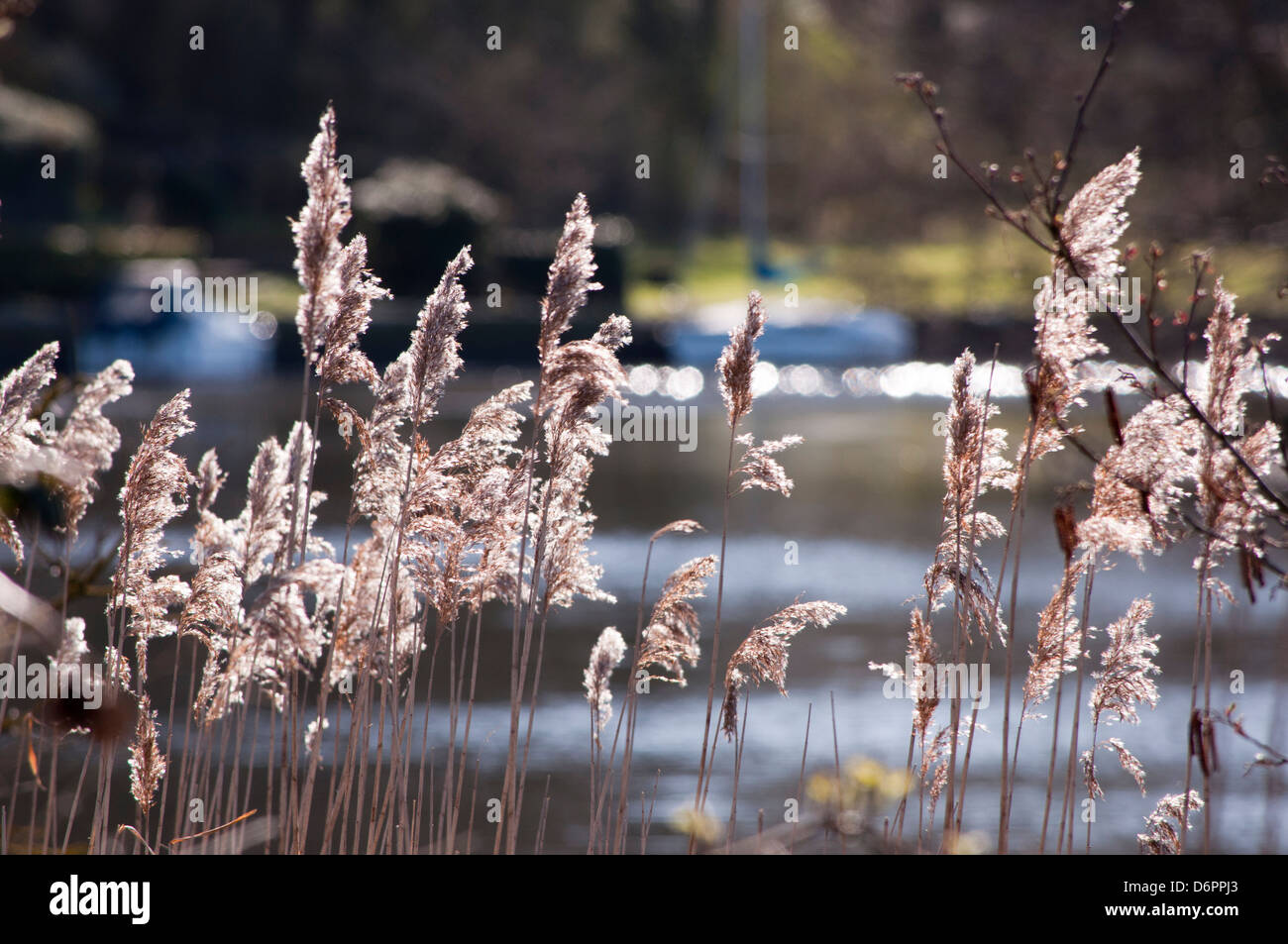 Reeds farm hires stock photography and images Alamy