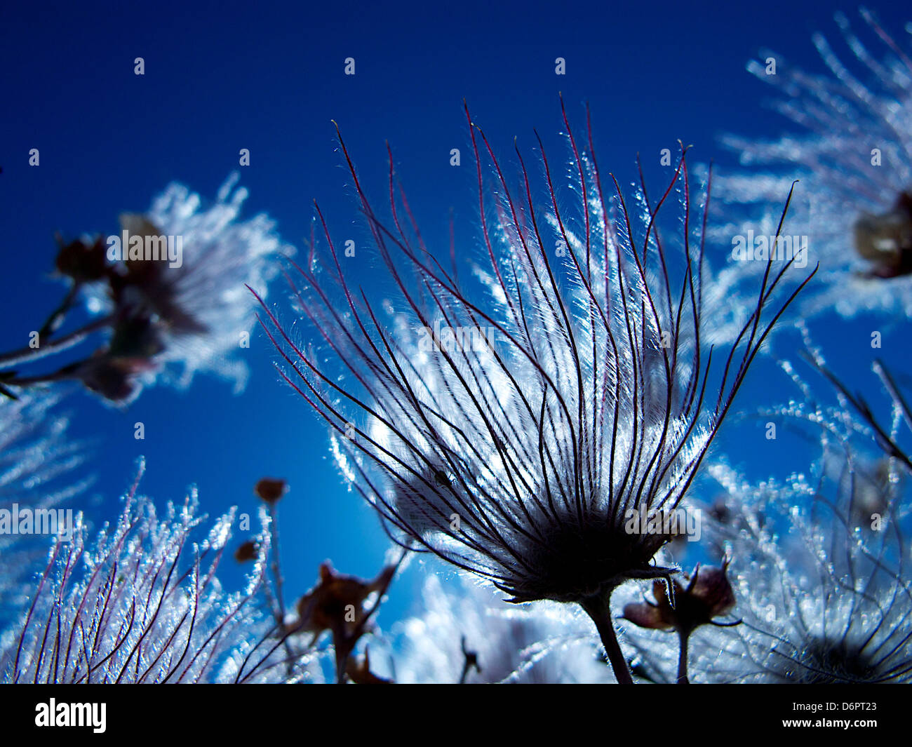 Spring flowers in bloom, New Mexico, USA Stock Photo Alamy