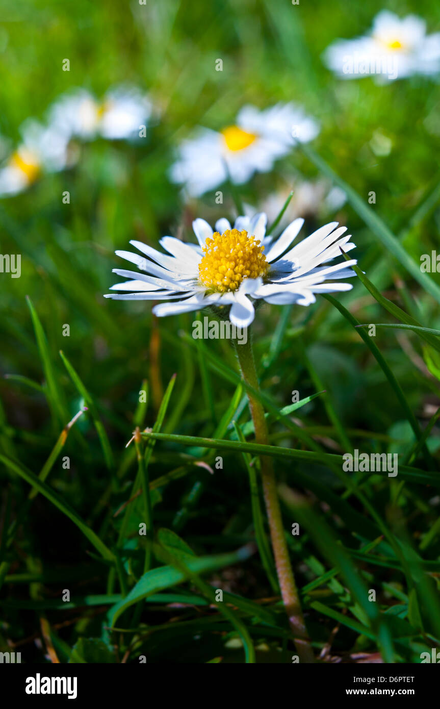 Daisy in lawn bellis perennis Stock Photo