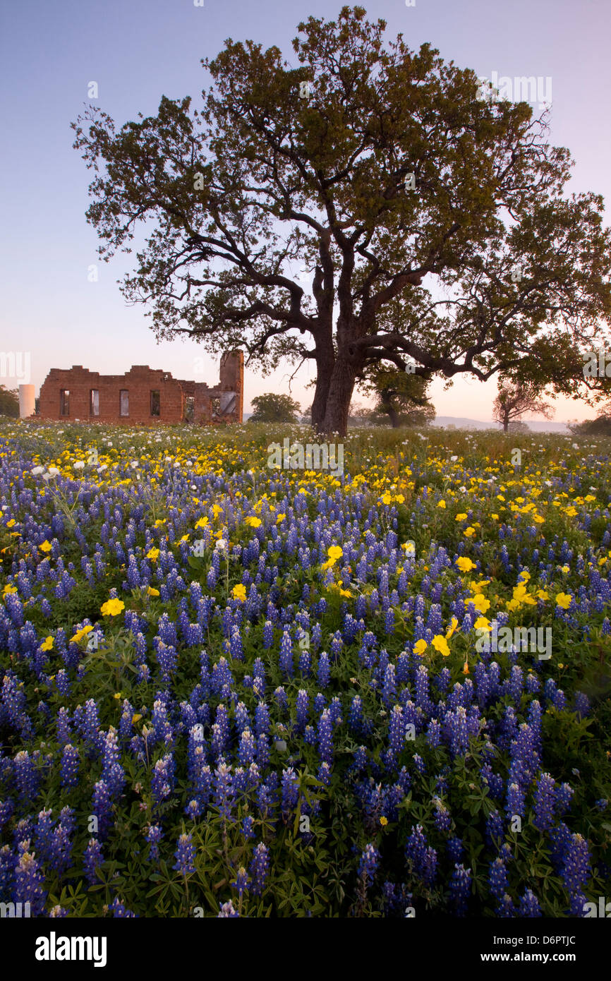 Texas bluebonnets (Lupininus texensis) in a field, Texas Hill Country, Texas, USA Stock Photo