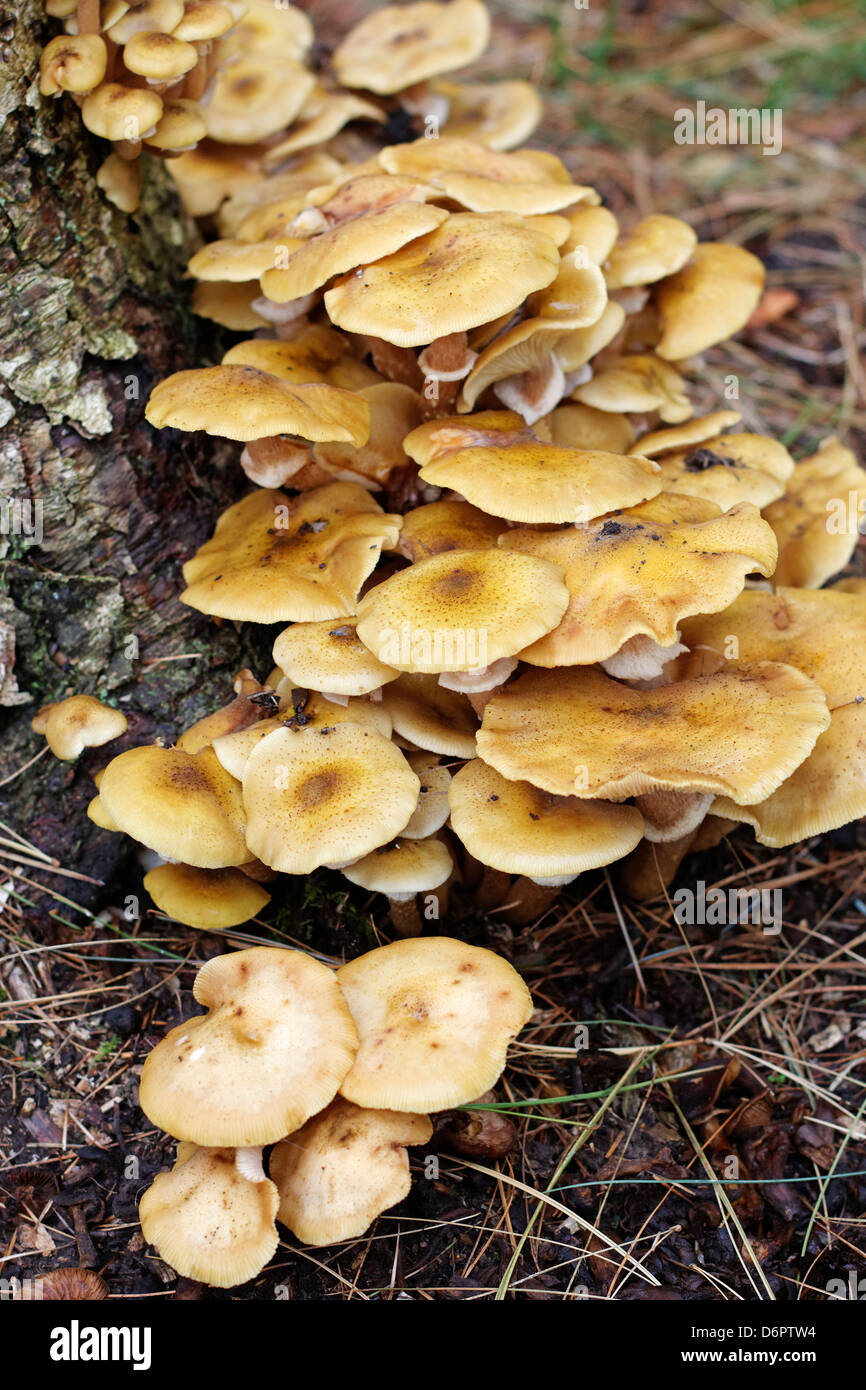 Honey fungus growing at base of tree stump Stock Photo Alamy