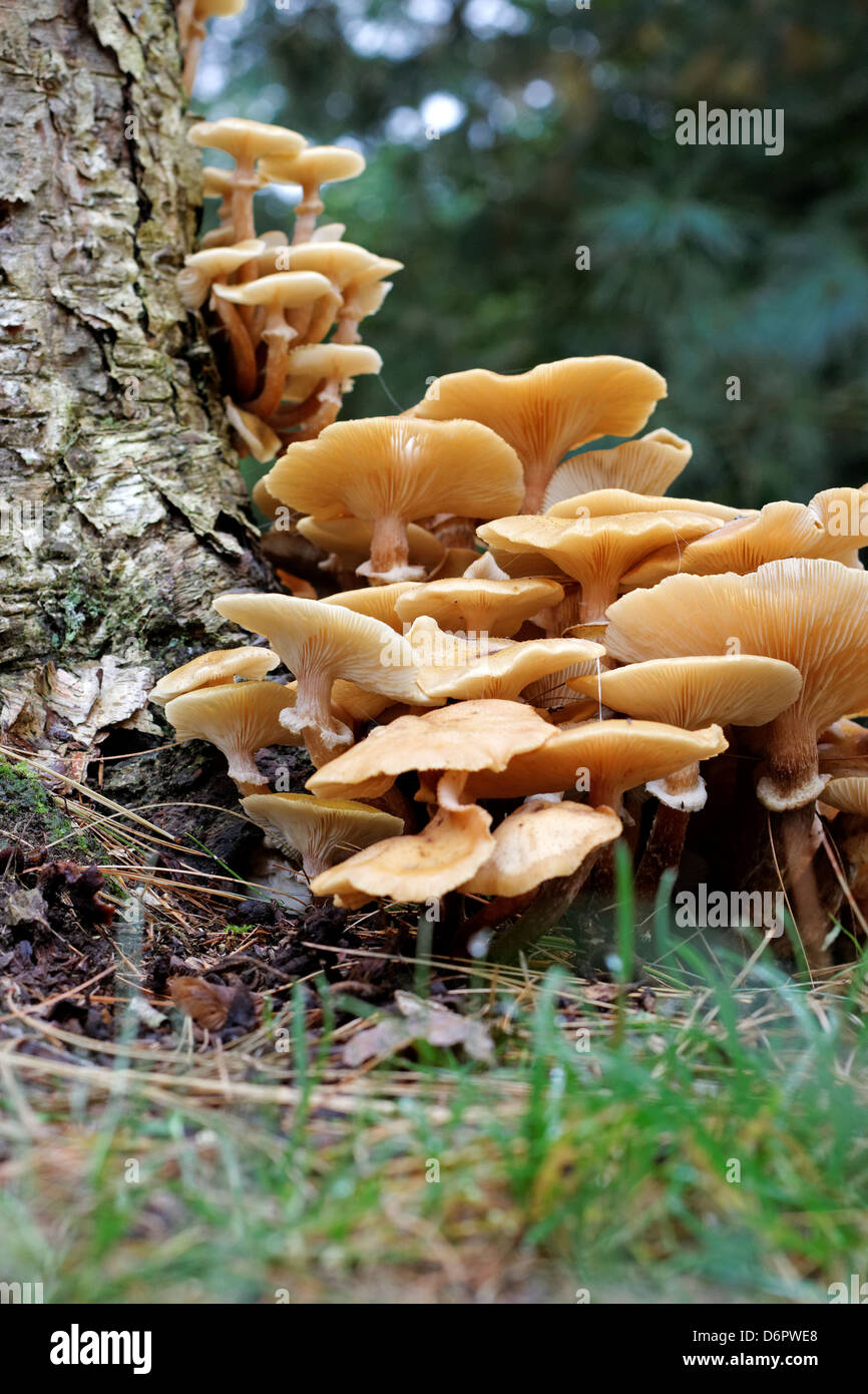 Honey fungus growing at base of tree stump Stock Photo