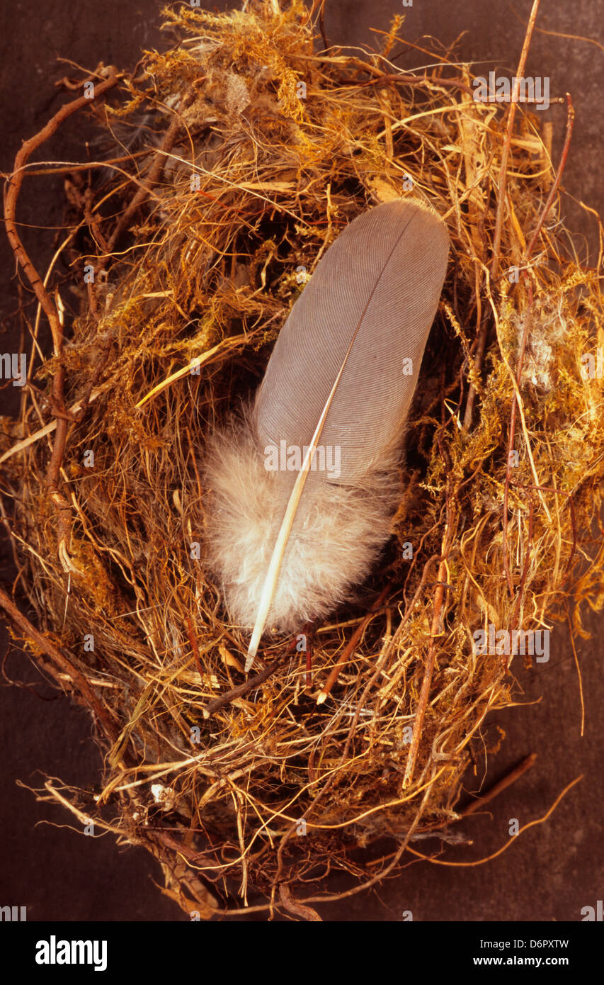 Feather in nest Stock Photo Alamy