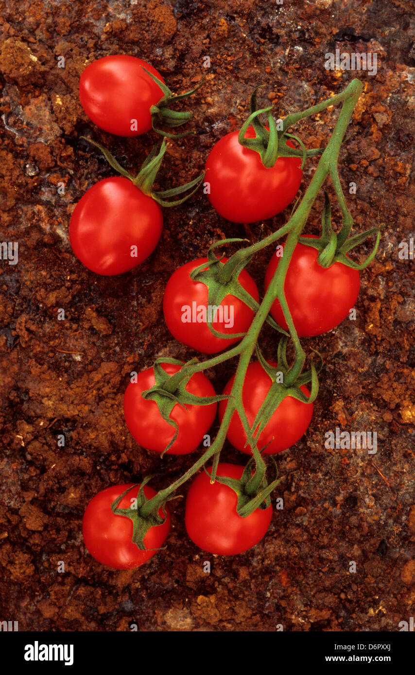 UK, Norfolk, String of vinegrowing Tomalini cherry tomatoes lying with