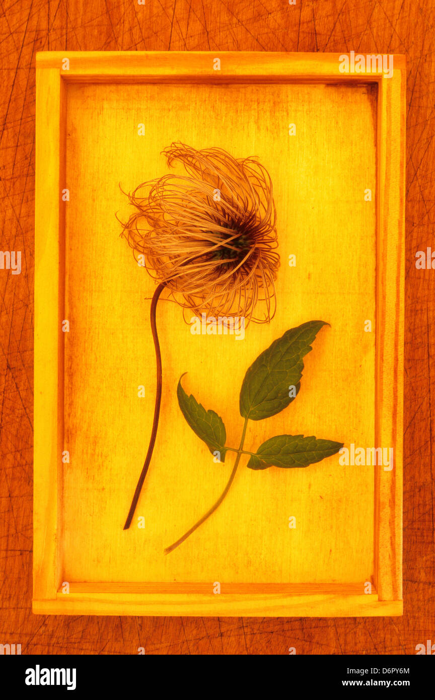 Fluffy seeded flower head of Clematis Frances Rivis bush lying with sprig of its leaves in wooden tray on scratched wood board Stock Photo