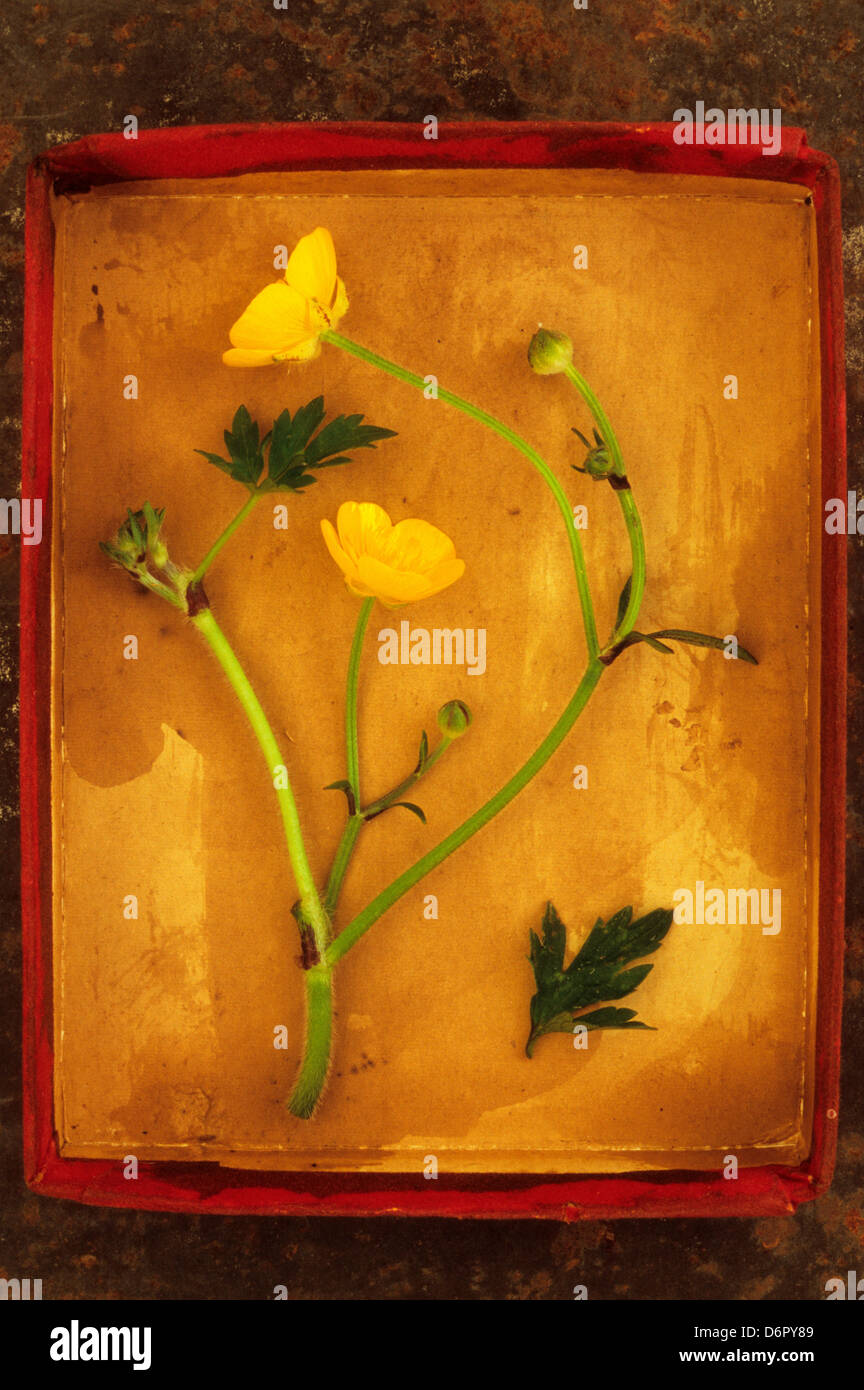 Cardboard tray lying on rusty metal sheet containing stem Creeping buttercup (Ranunculus repens) two yellow flowers green leaves Stock Photo