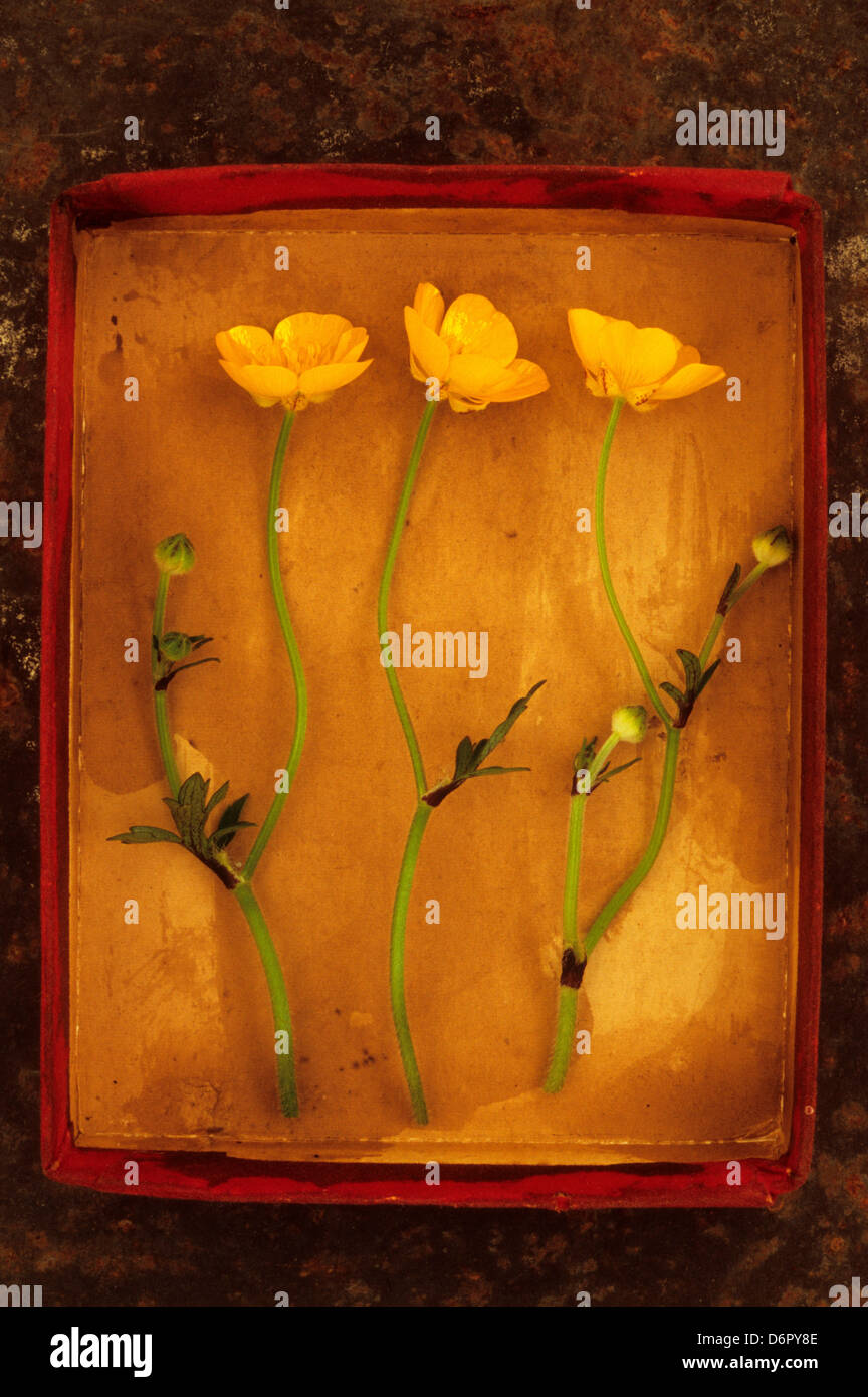 Cardboard tray lying on rusty metal sheet containing three stems Creeping buttercup (Ranunculus repens) yellow flowers green Stock Photo