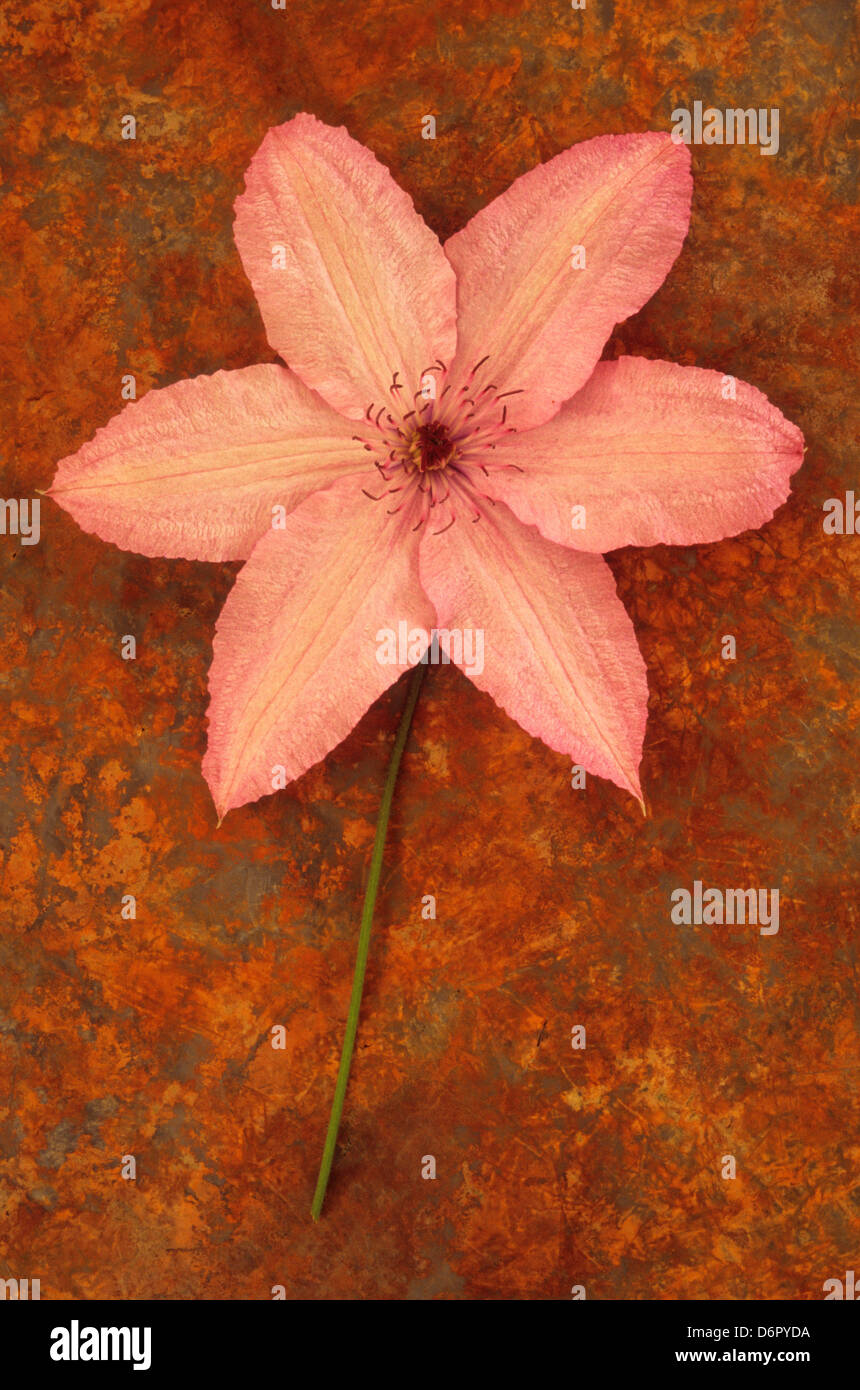 Close up of pink flowerhead (Clematis Hagley) hybrid on rusty sheet Stock Photo