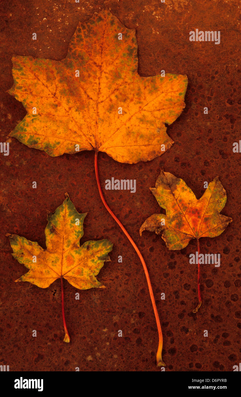 Mottled autumn leaves hi-res stock photography and images - Alamy