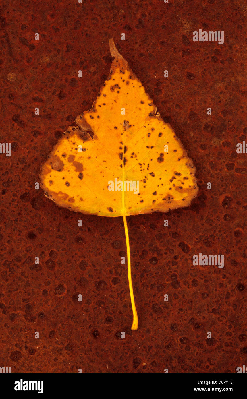 Mottled leaf hi-res stock photography and images - Alamy