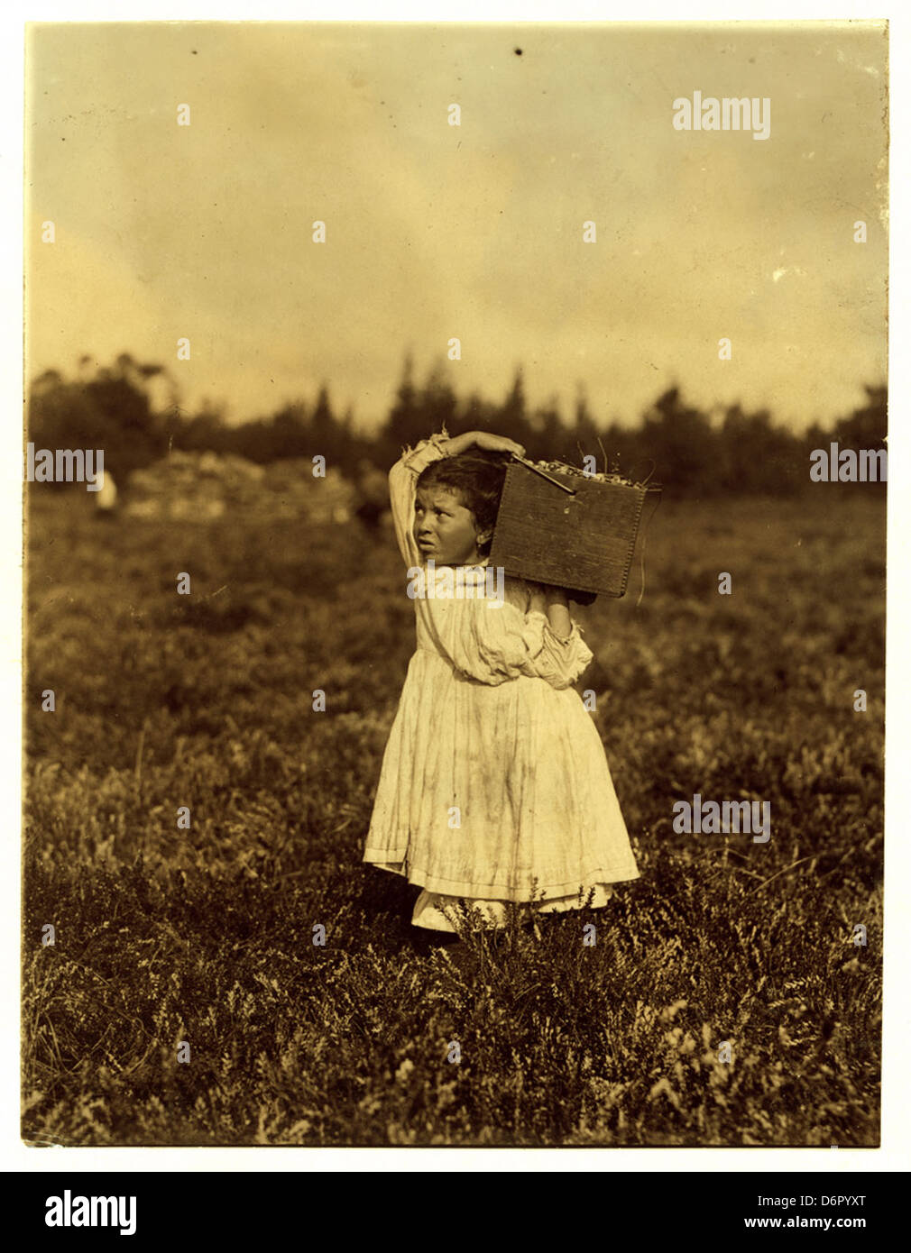 Lewis Hine: Jennie Camillo, 8 years, cranberry picker, Pemberton, New Jersey, 1910 Stock Photo