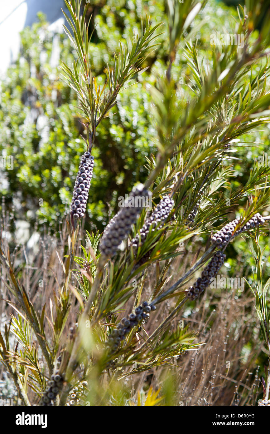 bottle brush plant Stock Photo Alamy