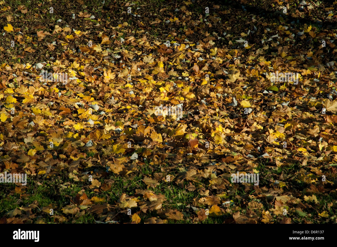 autumn leaves in sunshine Stock Photo