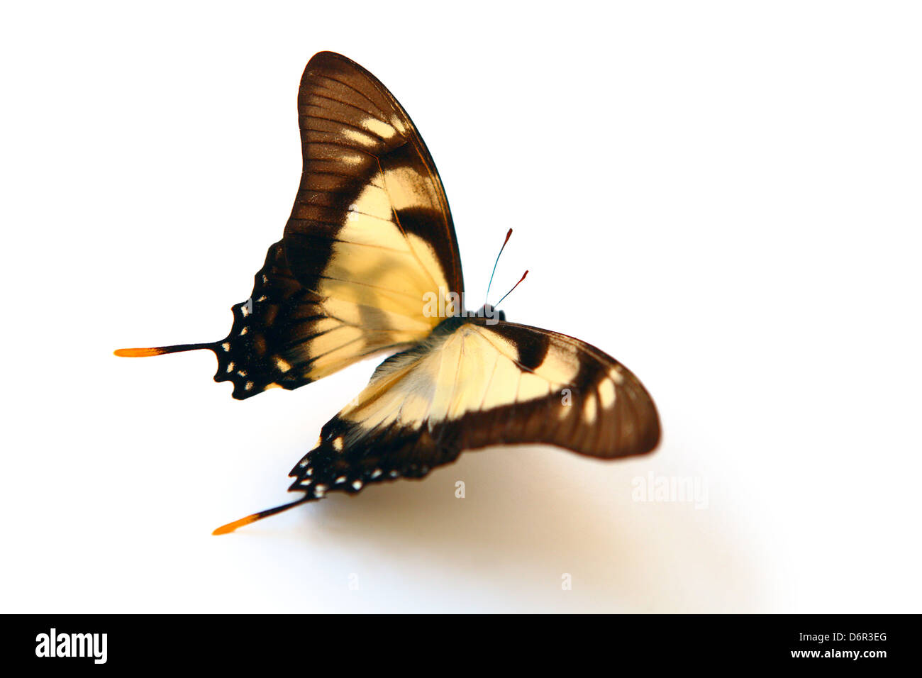 Butterfly isolated on white Stock Photo - Alamy