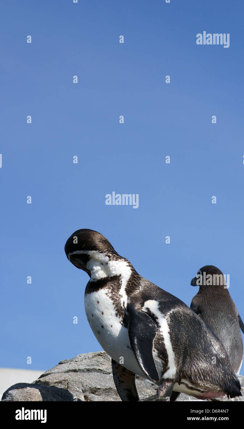 Humboldt penguins Stock Photo