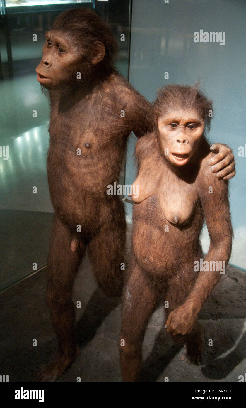 The Spitzer Hall of Human Origins in the American Museum of Natural History, New York USA Stock Photo