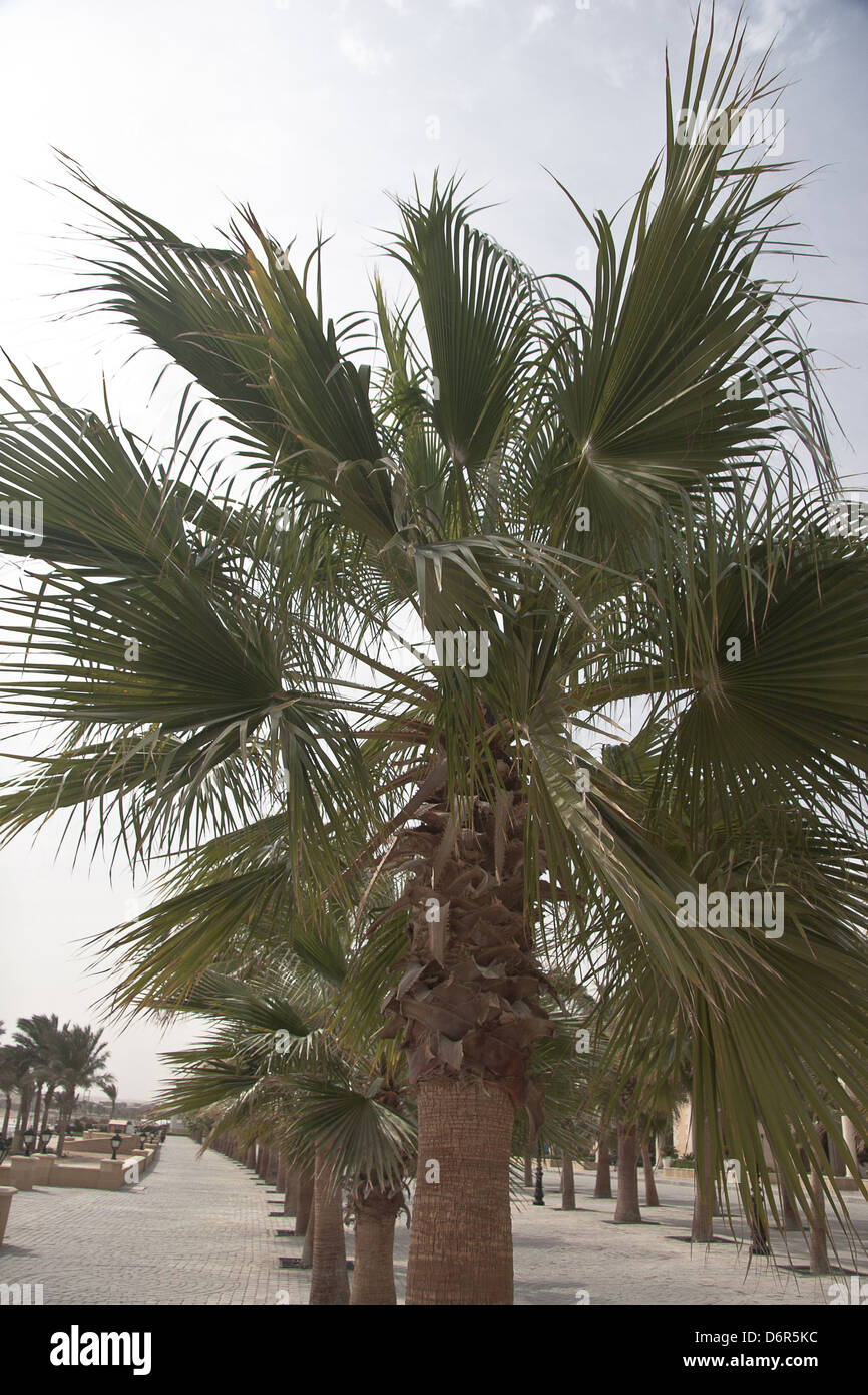 African Palm trees at bright summer day Stock Photo Alamy