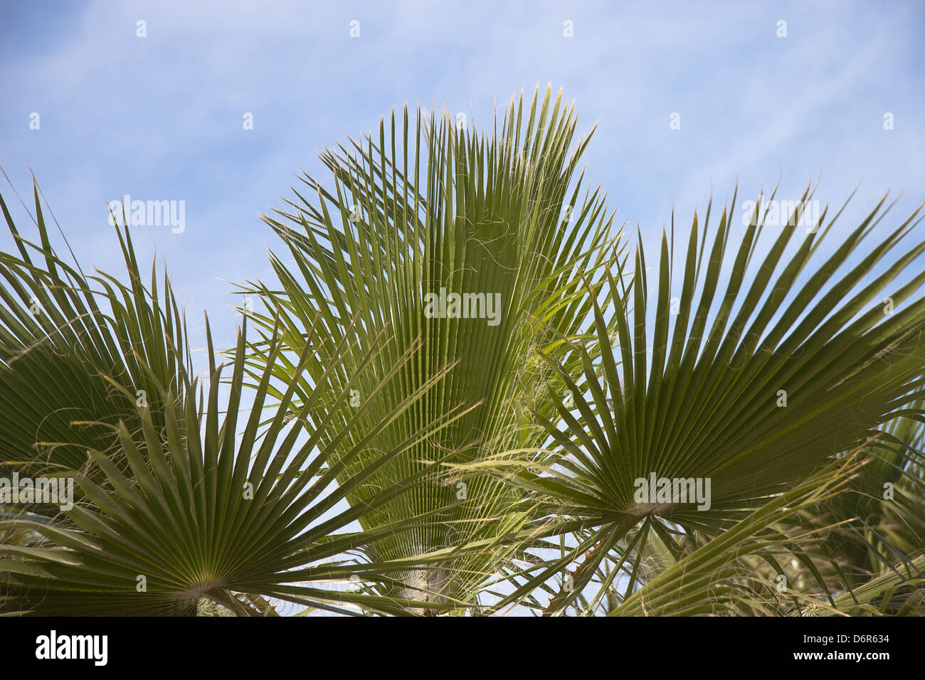 African Palm trees at bright summer day Stock Photo Alamy