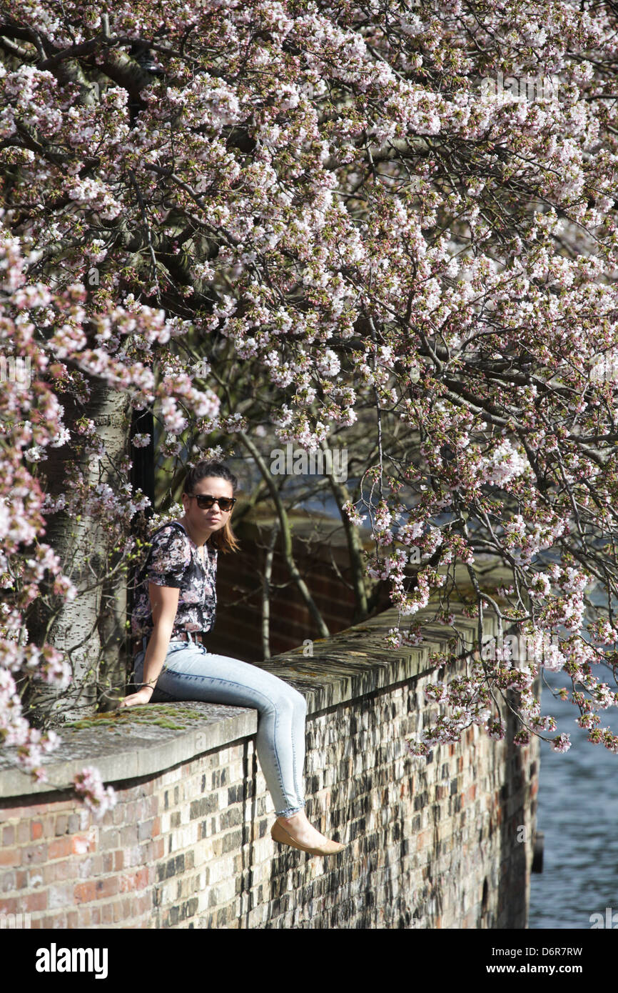 GIRL SITTING UNDER A PINK CHERRY BLOSSOM TREE ON A WALL BY THE RIVER ...