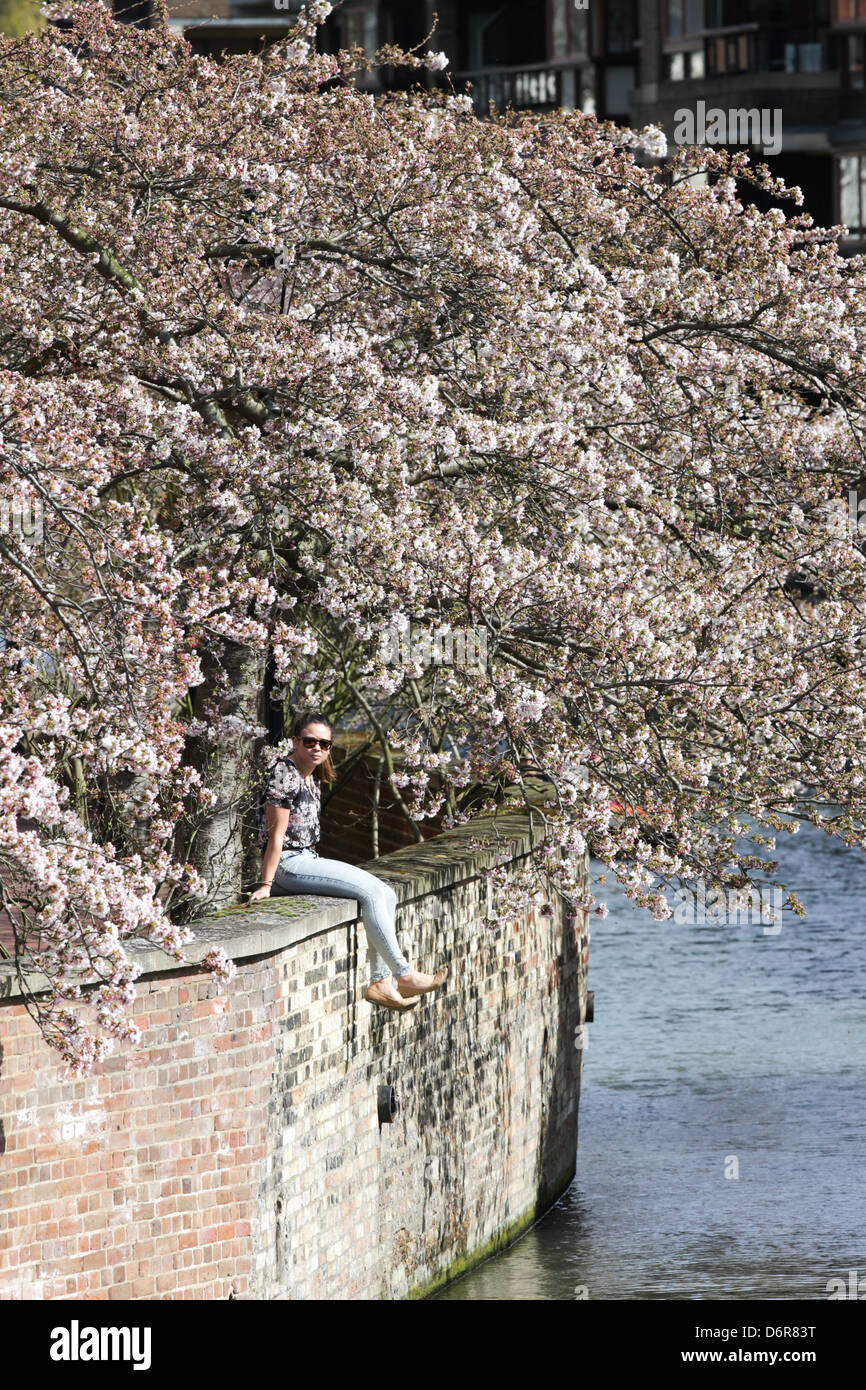 GIRL SITTING UNDER A PINK CHERRY BLOSSOM TREE ON A WALL BY THE RIVER ...