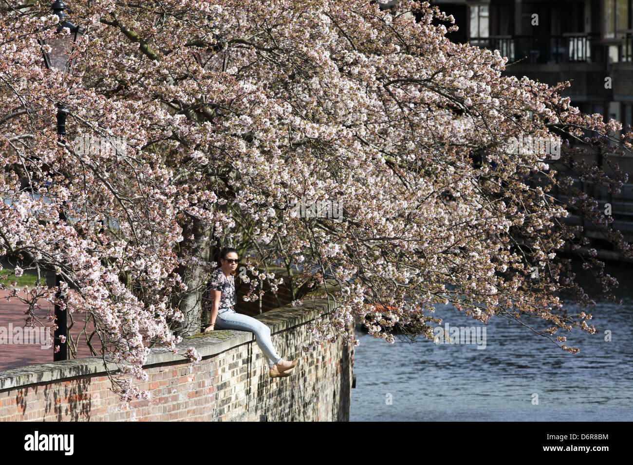 GIRL SITTING UNDER A PINK CHERRY BLOSSOM TREE ON A WALL BY THE RIVER ...